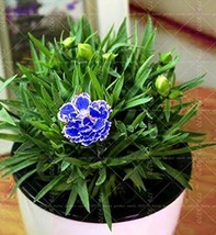 Carnation Perennial Flower Seeds Blue Double Flowers With White Edge Gar... - £7.11 GBP