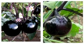 90 seeds Black Round Eggplant Seeds, Original Pack - £14.32 GBP
