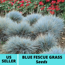 100Pcs Blue Fescue Ornamental Grass Seeds Festuca cinerea glauca Varna Seed - £14.93 GBP