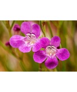 Penstemon Laricifolius Var Laricifolius Larch Leaf Penstemon 10 Seeds Fa... - $36.58