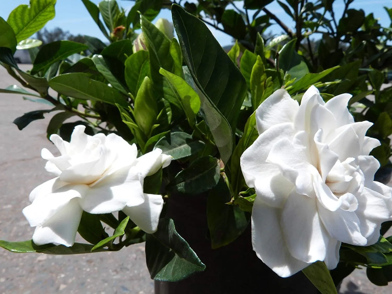 Gardenia Belmont 60 Live Plants Blooming Fragrant Ornamental Shrub - £181.06 GBP