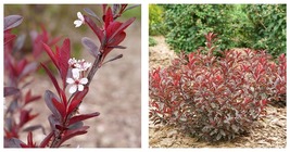 Prunus - Stay Classy-Purple leaf sand cherry - 4&quot; Pot - Live Plant  - $48.99