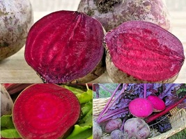 101+ BULLS BLOOD BEET Vegetable Seeds Garden Patio Container Fast Easy - £10.42 GBP