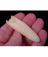 G372-g) one 2-1/8&quot; GATOR Alligator Aligator T**th specimen jewelry I lov... - €28,68 EUR