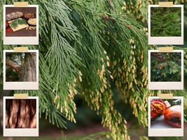 50+ Cali Incense Cedar Tree Seeds (Libocedrus Decurrens) Es: Smudge Sticks - £8.63 GBP