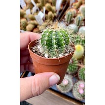 Cactus Parodia magnifica Balloon Cactus 2&quot; Pot Live Plant - £4.59 GBP