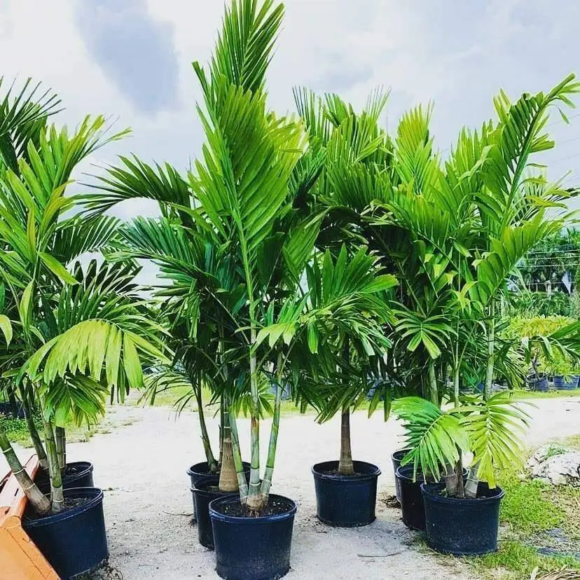 6 Alexander (Solitaire) Palm Trees Six Live Seedlings 4-7&quot; Tall Bare Root - £46.13 GBP