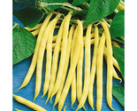 75 Golden Wax Yellow Bean Seeds  Fast Shipping - $8.99