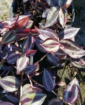 Wandering Jew 3 Cuttings Tradescantia Zebrina House Plant 5 inches or more - £21.57 GBP