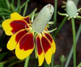 Mexican Hat Seeds 500 Ratibida Columnifera Perennial Deer Resistant Flower Fresh - £15.86 GBP