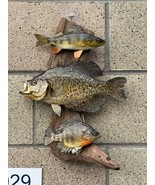 Real Skin Beautiful Sunfish Crappie Perch Fish Taxidermy Wall Mount - £334.24 GBP