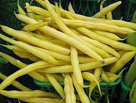 Golden Wax Bean, Bush Bean, Non GMO,Organic 500+ Seeds, Great Tasting and Health - £12.74 GBP