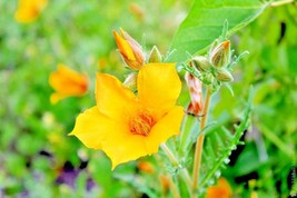 BPA 500 Seeds Lindley&#39;S Blazing Star Seeds Annual Native Desert Wildflower Droug - £7.18 GBP