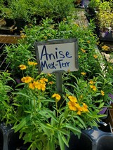 Tagetes lucida~Mexican Tarragon~Anise~Live Plant - £23.26 GBP