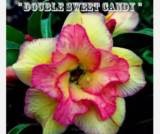 DOUBLE SWEET CANDY Desert Rose Adenium Obesum SMALL Rooted Seedling Plan... - $44.00