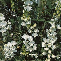 30 Seeds Perennial Sweet Pea - Pearl White - Lathyrus latifolius - $30.00