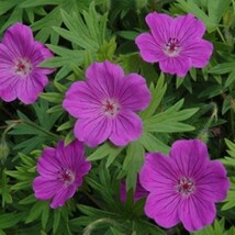 5 Starter Live Plant Wild Cranesbill Geranium Flowers Bare Roots - £10.26 GBP