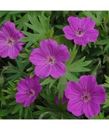 5 Starter Live Plant Wild Cranesbill Geranium Flowers Bare Roots - €11,28 EUR