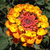 20 Pcs Pack Hot Sale Orange Lantana Camara Fresh Seeds Fast Shipping - £10.22 GBP