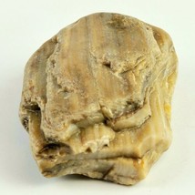Petrified Wood South Dakota 14.1 oz 4” x 3&quot; x 1&quot; Stone Fossil Wooden Rock - £23.59 GBP