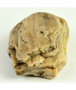 Petrified Wood South Dakota 14.1 oz 4” x 3&quot; x 1&quot; Stone Fossil Wooden Rock - £23.97 GBP