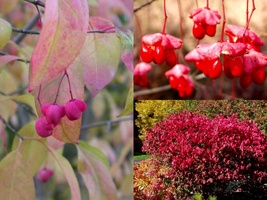 Variety Size Seeds Wahoo Burning Bush, Euonymus atropurpurea Fall Color Seeds - £13.50 GBP+