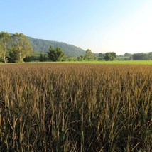 Heirloom Black Rice Seeds Nong Khai 62 - Organic, Rare Grain for Sustainable Gar - £5.18 GBP