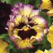  30 Ruffled Pansy Fizzy Lemonberry Flower Seeds - £11.44 GBP