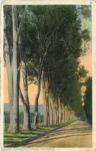 White Border Postcard CA D801 Eucalyptus Drive California Tree Lined Avenue - £5.20 GBP