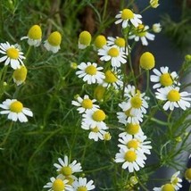 1000 Seeds German Chamomile NON-GMO Flower - £16.03 GBP