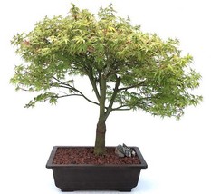 Dwarf Japanese Maple Bonsai Tree  (acer palmatum &#39;kiyohime yatsubusa&#39;)  - £535.25 GBP