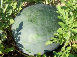 Berynita Store 24 Florida Giant Watermelon Seeds Heirloom Organic  Fresh - £9.41 GBP