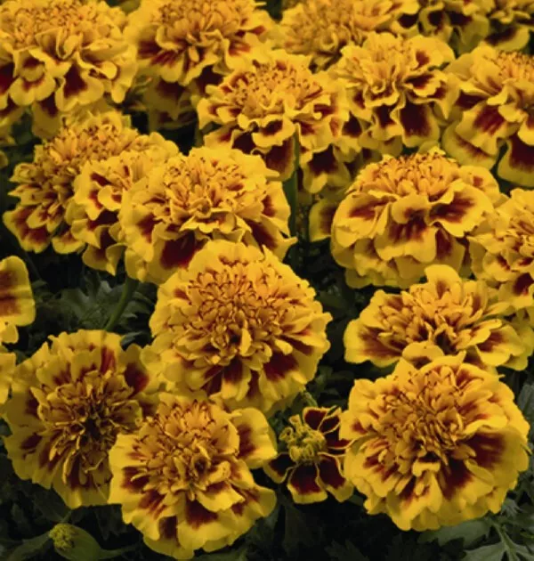 25+ Little Hero Fire Marigold Seeds for Garden Planting - £9.39 GBP