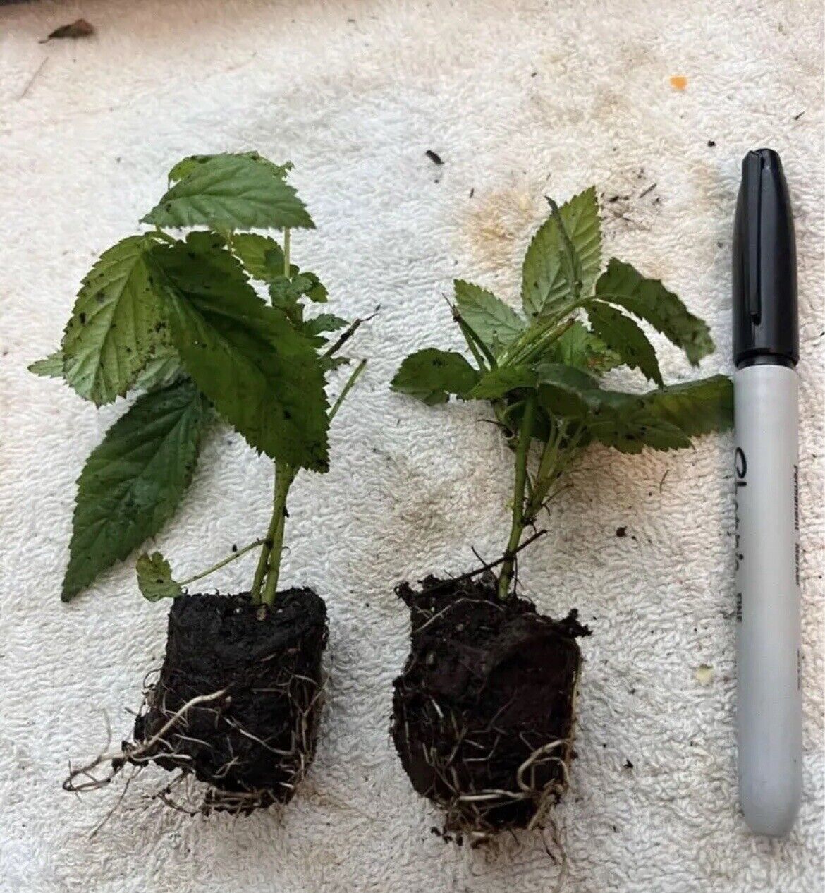 Primary image for 2 Live Rooted Plants Nantahala RED RASPBERRY Two 