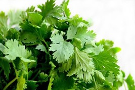 BPA 200 Seeds Cilantro Seeds Common Heirloom Organic Non Gmo Fresh From US - £7.18 GBP