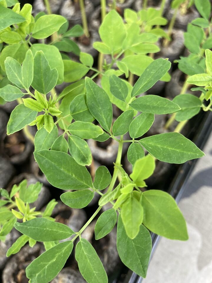 1 Moringa Oleifera seedling live plant  100% Organic - $14.85