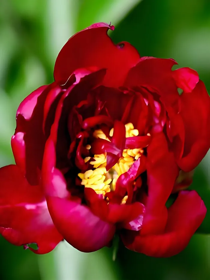 20 &#39;Jiaoyang&#39; Series Deep Red Peony Flower Seeds for Garden - £9.17 GBP