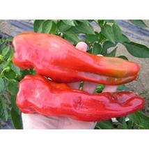 USA SELLER Gentle Giant Goliath Sweet Pepper Seeds Fast Shipping - £7.74 GBP