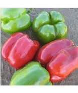 Revolution Sweet Peppers Seeds 20+ Seeds Non Gmo Fruit Herb Flow Fresh - £8.61 GBP
