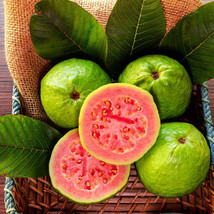 US Seller 50 Ruby Supreme Guava Seeds New Fresh - £4.23 GBP