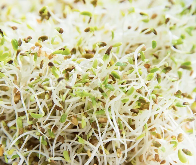 Alfalfa Sprouting Non Gmo Organic 1500 Seeds - $9.60