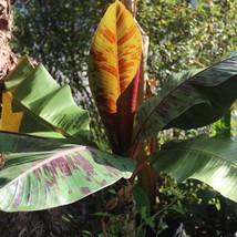 USA SELLER New Red Tiger Banana 10 Seeds Tropical Perfect For Containers... - £15.93 GBP