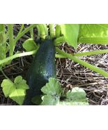 Black Beauty Zucchini Seeds, 1 LB, Summer Squash, NON-GMO, FREE SHIPPING - $545.33 MXN