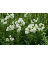 New Jersey Tea  100 Seeds  Ceanothus americanus - $160.53 MXN