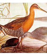 Virginia King Clapper Rails 1936 Bird Art Lithograph Color Plate Print D... - €21,45 EUR
