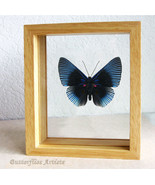 Metalmark Lyropteryx Apollonia Butterfly Framed Entomology Double Glass ... - $1,197.24 MXN