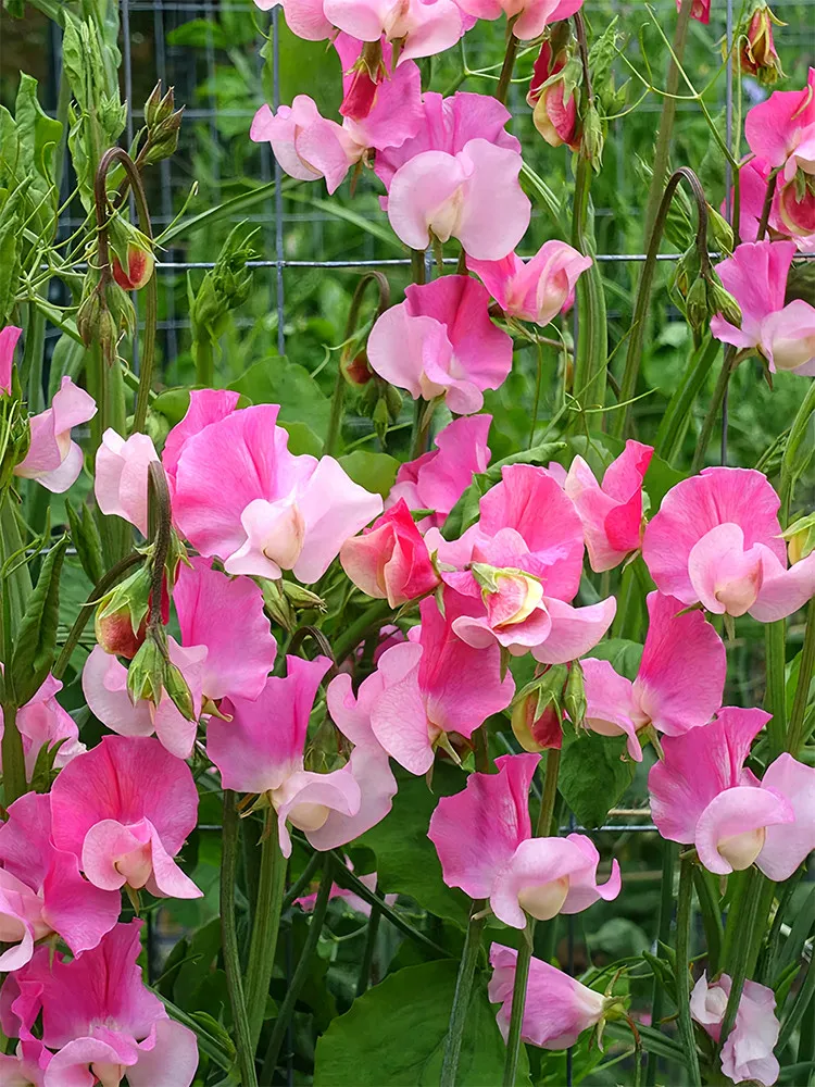 Pink Tall Sweet Pea Seeds 100 Seeds - £8.61 GBP