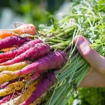 Rainbow Carrot Mix Seeds Open Pollinated Carrot Seed Purple Dragon Seeds... - $9.75