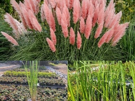Live Plant ( 1 PT ) Pink Pampas Grass - $43.98