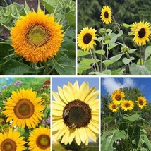  100 Sunflower Seed Mix -Beautiful Collection Sturdy Stems - Long Blooming - £4.33 GBP